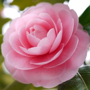 Meet your Posher, Camillia